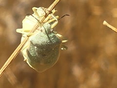Chlorochroa uhleri