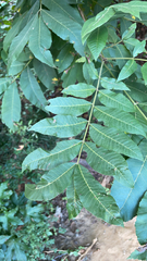 Carya illinoinensis
