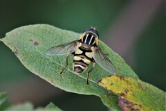 Helophilus fasciatus