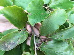 Parrotia
