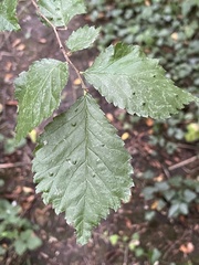 Ulmus minor
