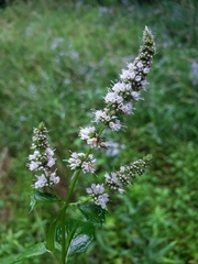 Mentha spicata