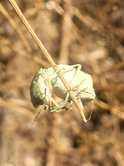 Chlorochroa uhleri