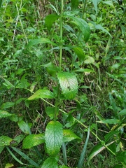 Mentha spicata