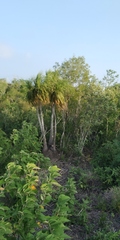 Beaucarnea