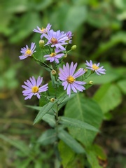 Symphyotrichum laeve