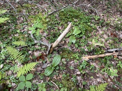 Cypripedium acaule