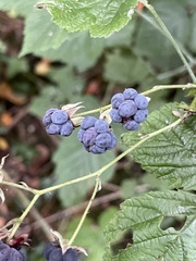 Rubus caesius