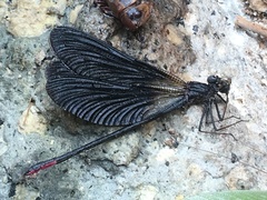 Calopteryx haemorrhoidalis