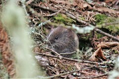 Clethrionomys gapperi