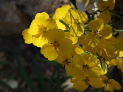 Psilostrophe tagetina