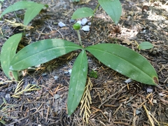 Clintonia uniflora