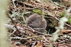 Clethrionomys gapperi