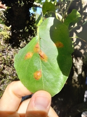 Gymnosporangium sabinae