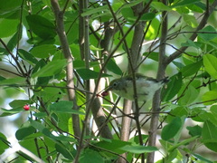 Setophaga pensylvanica