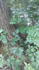 Sciurus carolinensis