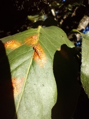 Gymnosporangium sabinae