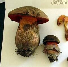 Suillellus luridus