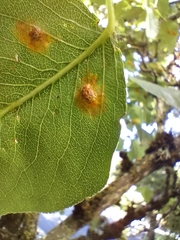 Gymnosporangium sabinae