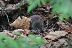 Clethrionomys gapperi