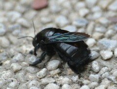 Xylocopa