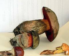 Suillellus luridus