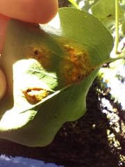 Gymnosporangium sabinae