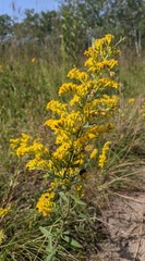 Solidago speciosa