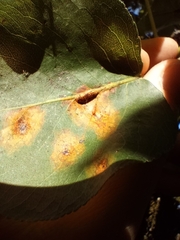 Gymnosporangium sabinae