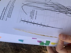 Pseudoroegneria spicata