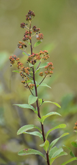 Spiraea alba