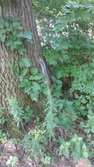 Sciurus carolinensis