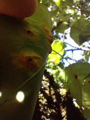 Gymnosporangium sabinae