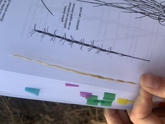 Pseudoroegneria spicata