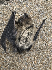 Pipistrellus