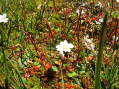 Epilobium brunnescens