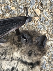 Pipistrellus