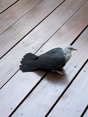 Columba leucomela