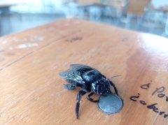 Xylocopa frontalis
