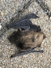 Pipistrellus