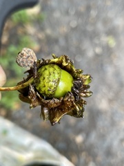 Andricus quercuscalicis