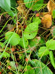 Rubus allegheniensis