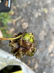 Andricus quercuscalicis