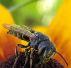 Coelioxys