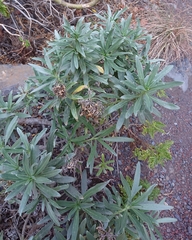 Echium brevirame
