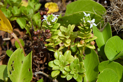 Lysimachia mauritiana