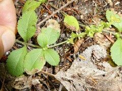 Phytomyza crassiseta