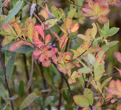 Spiraea alba