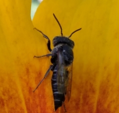 Coelioxys