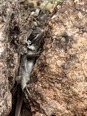 Sceloporus cowlesi